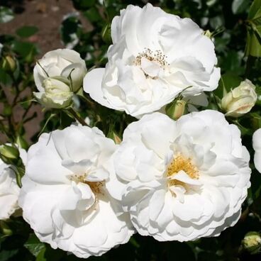 Роза "Уайт Клауд" / Rosa "White Cloud"