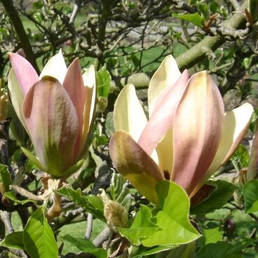 Магнолия бруклинская "Вудсмен" / Magnolia brooklynensis "Woodsman"