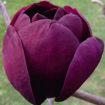 Магнолия суланжа "Блэк Тулип" / Magnolia soulangiana "Black Tulip"