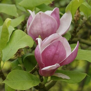 Магнолия суланжа "Рустика Рубра" / Magnolia soulangiana "Rustica Rubra"