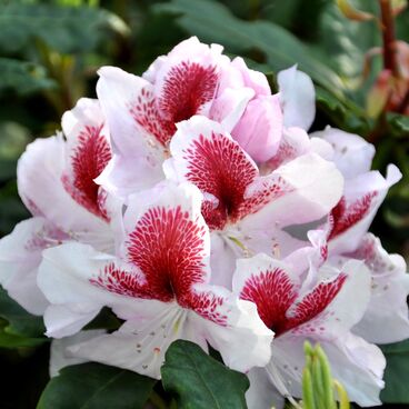 Рододендрон "Белами" / Rhododendron hybriden "Belami"