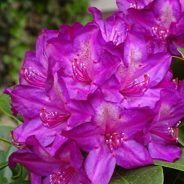 Рододендрон "Блю Принт" / Rhododendron hybriden "Blue Printl"