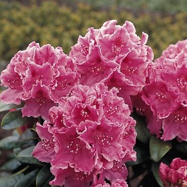 Рододендрон "Клаудин" / Rhododendron hybriden "Claudine"