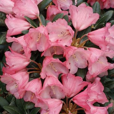Рододендрон якушиманский "Дебби Дейн" / Rhododendron yakushimanum "Debbie Dane"