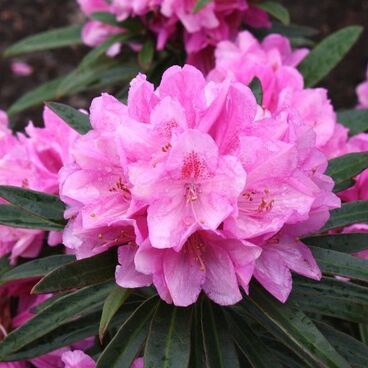 Рододендрон "Грациелла" / Rhododendron hybriden "Graziella"