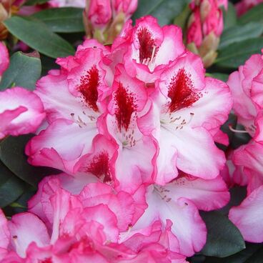 Рододендрон "Хакманз Шармант" / Rhododendron hybriden "Hackmanns Charmant"