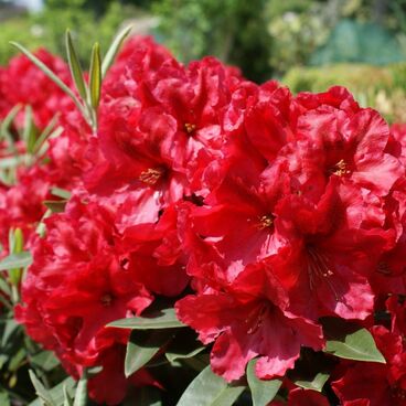 Рододендрон "Ред Джек" / Rhododendron hybriden "Red Jack"