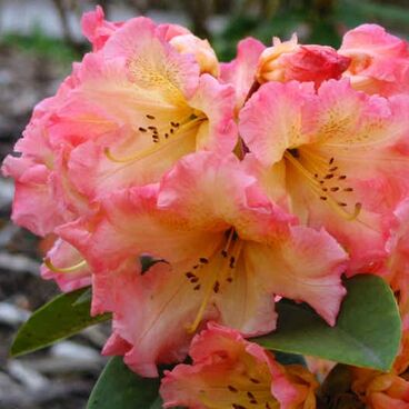 Рододендрон "Малага" / Rhododendron hybriden "Malaga"