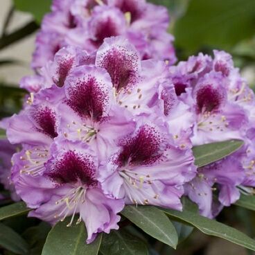 Рододендрон "Пфауенауге" / Rhododendron hybriden "Pfauenauge"