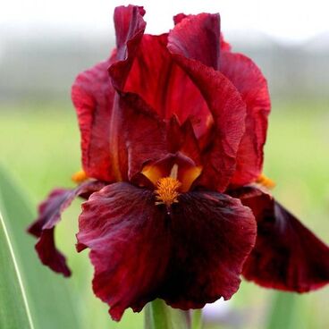 Ирис бородатый "Ред Зингер" / Iris germanica "Red Zinger"