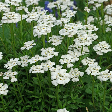 Иберис вечнозеленый "Сноу Флурис" / Iberis sempervirens "Snow Flurries"