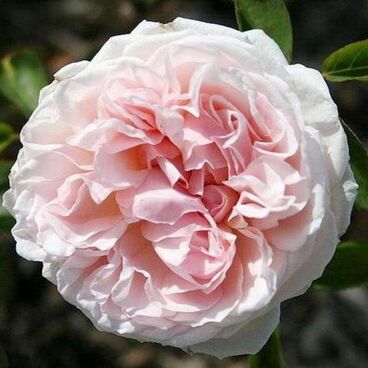Роза "Сейнт Суитун" / Rosa "Saint Swithun"