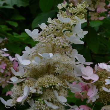 Гортензия метельчатая "Шантильи Лэйс" / Hydrangea paniculata "Chantilly Lace"