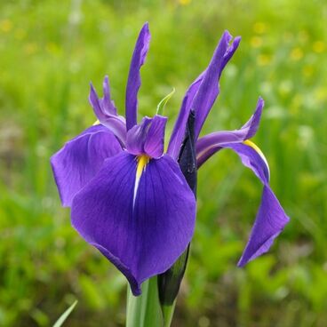 Ирис гладкий / Iris laevigata