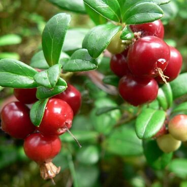 Брусника обыкновенная "Ред Перл" / Vaccinium vitis-idaea "Red Pearl"