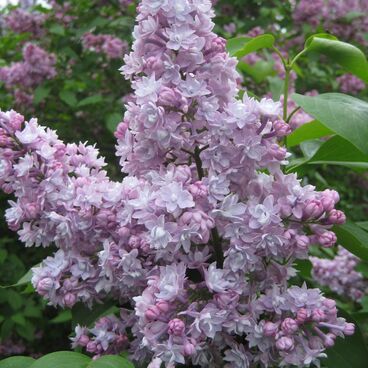 Сирень "Маршал Василевский" / Syringa vulgaris "Marshal Vasilevskij"