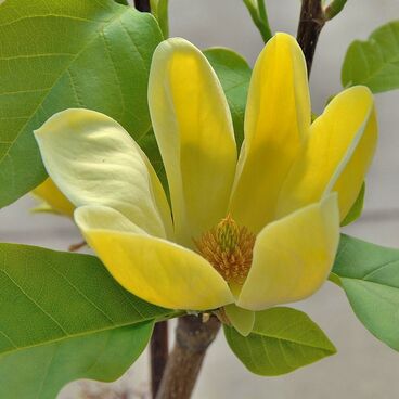 Магнолия "Йеллоу Бёрд" / Magnolia "Yellow Bird"