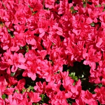 Азалия японская "Гислинде" / Rhododendron obtosum "Gislinde"