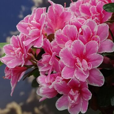 Азалия японская "Пинк Поэтри" / Rhododendron obtusum "Pink Poetry"