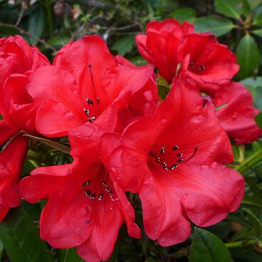 Рододендрон "Элизабет" / Rhododendron hybriden "Elizabeth"