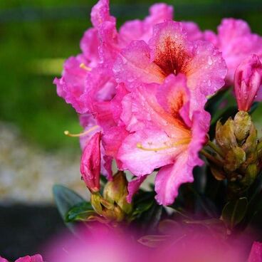 Рододендрон "Фарбвексель" / Rhododendron hybriden "Farbwechsel"