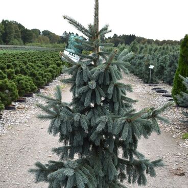 Ель Энгельмана "Глаука" / Picea engelmannii "Glauca"