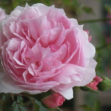 Роза "Зе Веджвуд Роуз" / Rosa "The Wedgwood Rose"