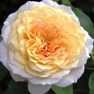 Роза "Инглиш Гарден" / Rosa "English Garden"