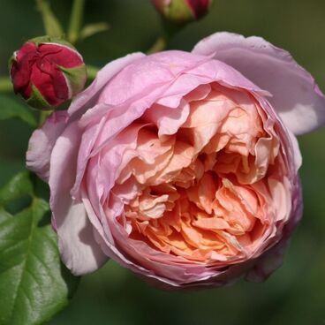 Роза "Питер Пауль Рубенс" / Rosa "Peter Paul Rubens"