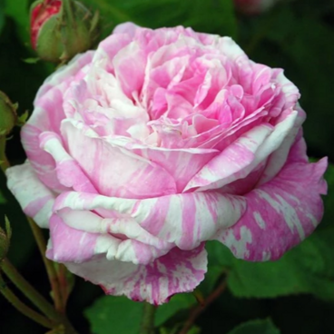 Роза "Центифолия Вариегата" / Rosa "Centifolia Variegata"