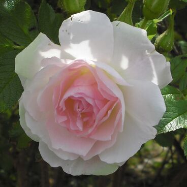 Роза морщинистая "Полерайс" / Rosa rugosa "Polereis"