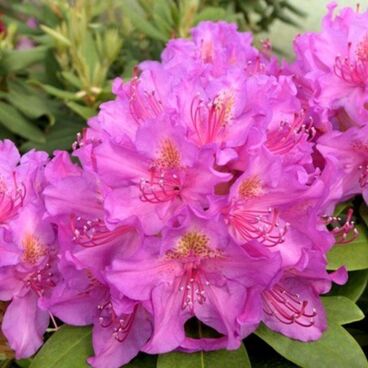 Рододендрон "Пинк Перпл Дрим" / Rhododendron hybriden "Pink Purple Dream"