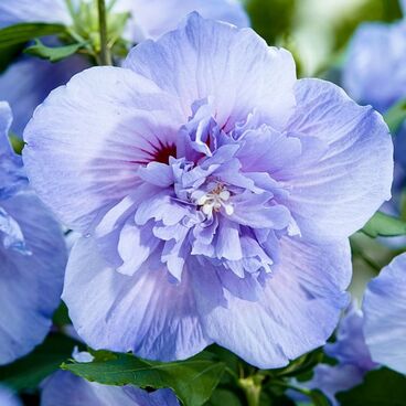 Гибискус сирийский "Блю Шифон" / Hibiscus syriacus "Blue Chiffon"