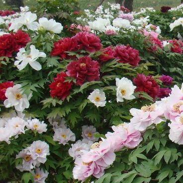 Пион древовидный / Paeonia suffruticosa