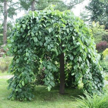 Вяз граболистный "Пендула" / Ulmus caprinifolia "Pendula"