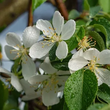 Яблоня сахалинская "Пендула" / Malus sachalinensis "Pendula"