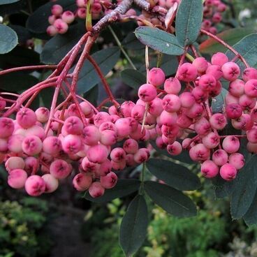 Рябина "Пинк Вейл" / Sorbus "Pink Veil"