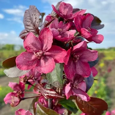 Яблоня "Хелена" / Malus "Helena"