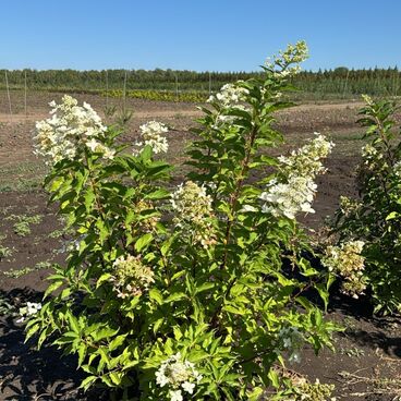 Гортензия метельчатая "Биг Бен" / Hydrangea paniculata " Big Ben"