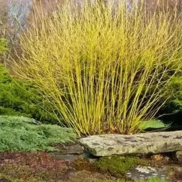 Дерен отпрысковый "Буги Еллоу" / Cornus stolonifera "Boogie Yellow"