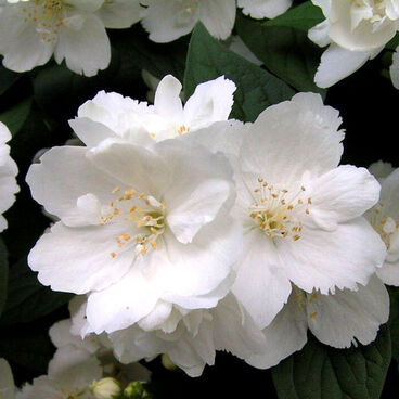 Чубушник венечный "Юннат" / Philadelphus coronarius "Ynnat"