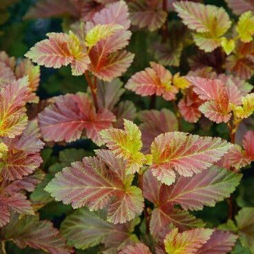 Пузыреплодник калинолистный "Меджик Болл"/ Physocarpus opulifolius "Magic Ball"