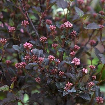 Пузыреплодник калинолистный "Литл Девил" / Physocarpus opulifolius " Little Devil"