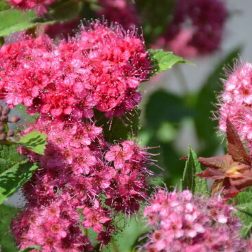 Спирея японская "Дабл Плэй Дузи"/ Spiraea japonica "Double Play Doozie"