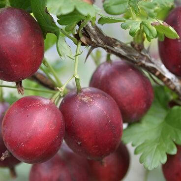 Крыжовник "Консул" / Ribes uva-crispa "Konsul"