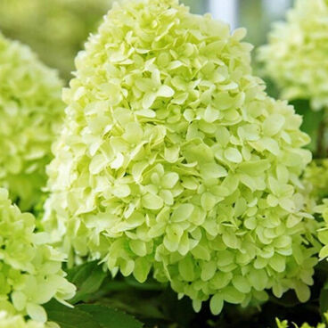 Гортензия метельчатая "Пандора" / Hydrangea paniculata "Pandora"