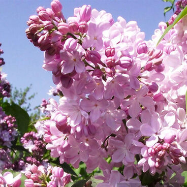 Сирень "Аделина" / Syringa vulgaris "Adelina"