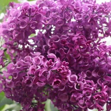 Сирень "Бесконечность" / Syringa vulgaris "Beskonechnost"