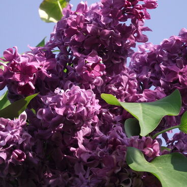 Сирень "День Победы"/ Syringa vulgaris "Den Pobedy"