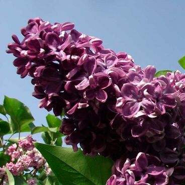 Сирень "Прохоровка" / Syringa vulgaris "Prohorovka"